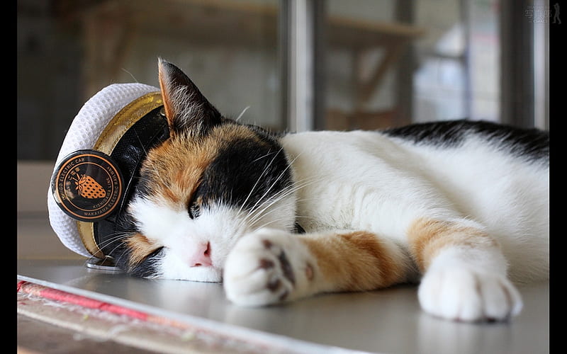 a stationmaster cat, cute, humor, sleep, cat, tortoiseshell, HD wallpaper