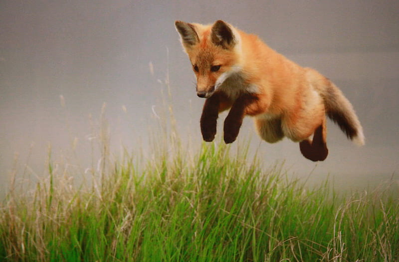 jumping fox, nice, fox, jumping, wild, animals, meadow, HD wallpaper