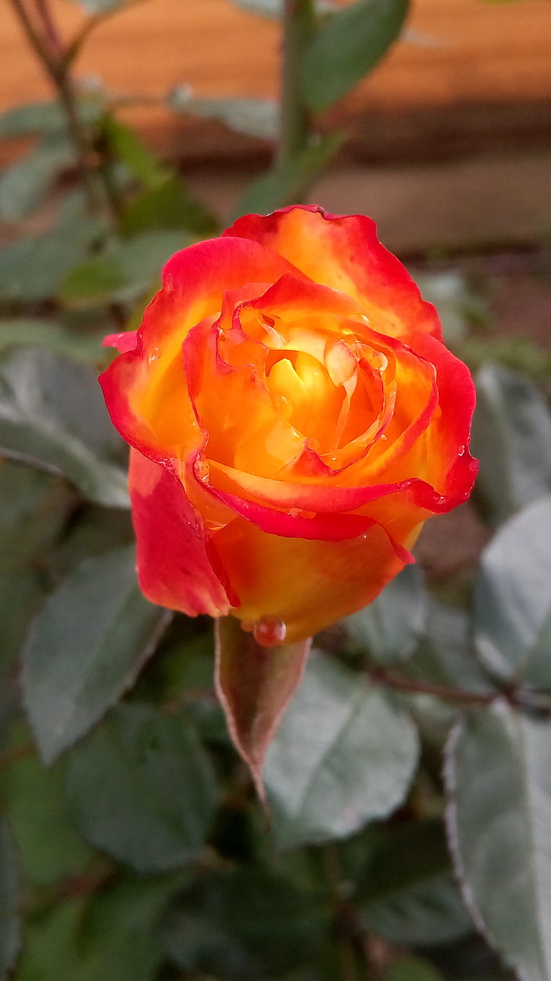Rosebud, flower, rose, HD phone wallpaper