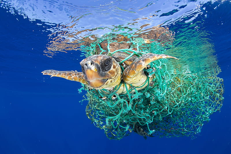 2017 World Press Nature, First Prize, Singles, Entangled, Vulnerable species, Swimming off the coast of Tenerife, Fishing net, Sea turtle, HD wallpaper
