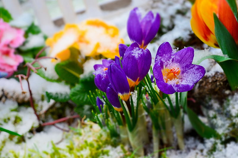 Early crocus, pretty, crocus, early, snow, flowers, spring, delicate, winter, bonito, HD wallpaper