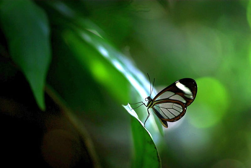 Transparent Butterfly, cool, transparent, butterfly, HD wallpaper | Peakpx Transparent Butterfly, cool, transparent, butterfly, HD wallpaper | Peakpx