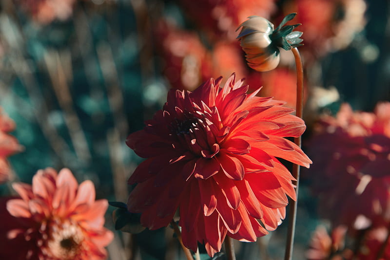 dahlia, flower, red, bloom, closeup, HD wallpaper
