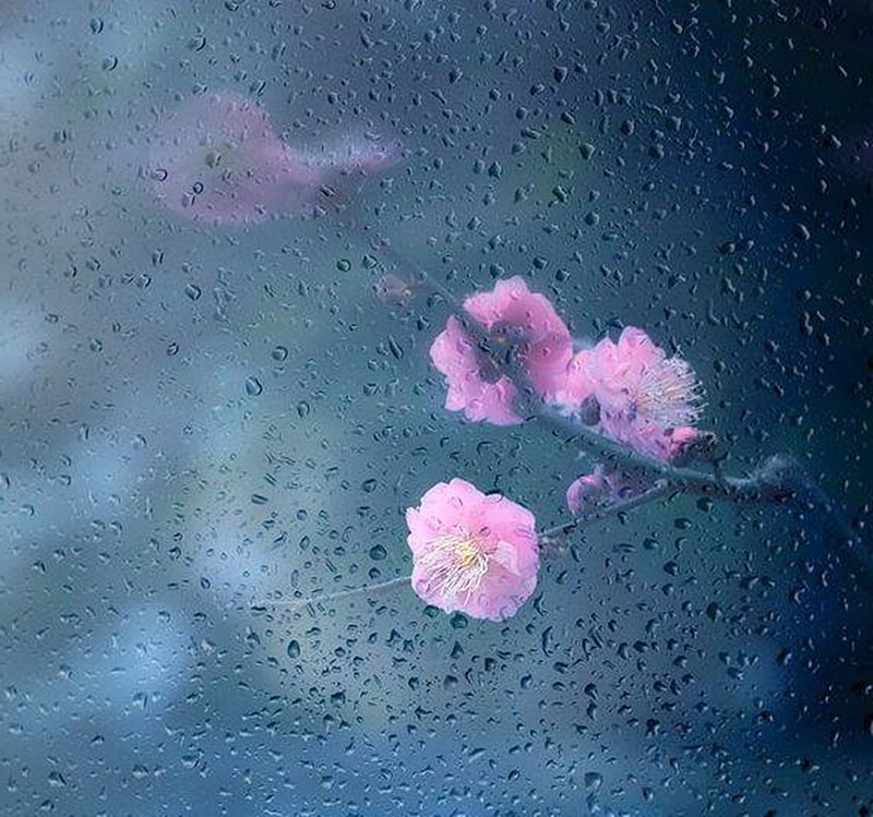 Spring Rain, graphy, flowers, beauty, nature, rain, HD wallpaper