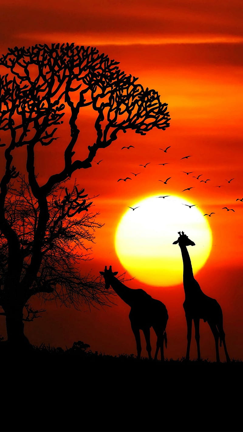 Sunset Animals, giraffe, pyramids, riders, theme, wild, HD phone wallpaper  | Peakpx