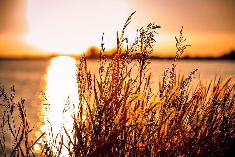 Nature, Sunset, Wheat, Reflection, Plant, , Bokeh, HD wallpaper