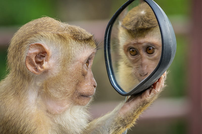 chimpanzee holding mirror, HD wallpaper