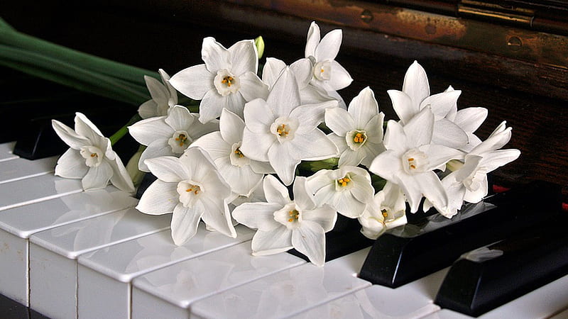Floral Notes, piano, keys, notes, music, narcissus, flowers, spring, HD wallpaper