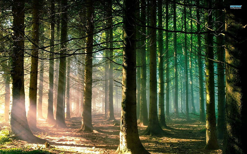 Sunlight Shining Through The Forest, forest, sunlight, shine, peaceful, nature, bonito, trees, HD wallpaper