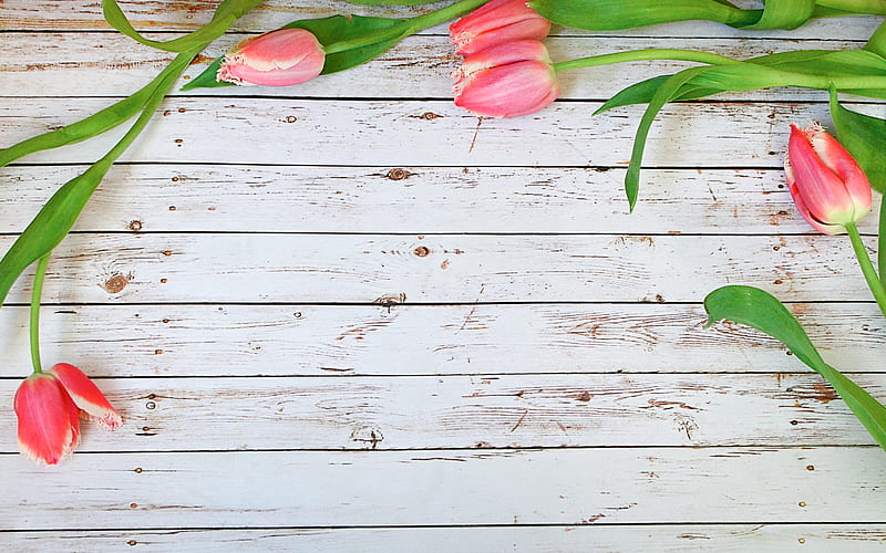 pink tulips frame, floral concepts, floral frames, wooden backgrounds, pink tulips, HD wallpaper
