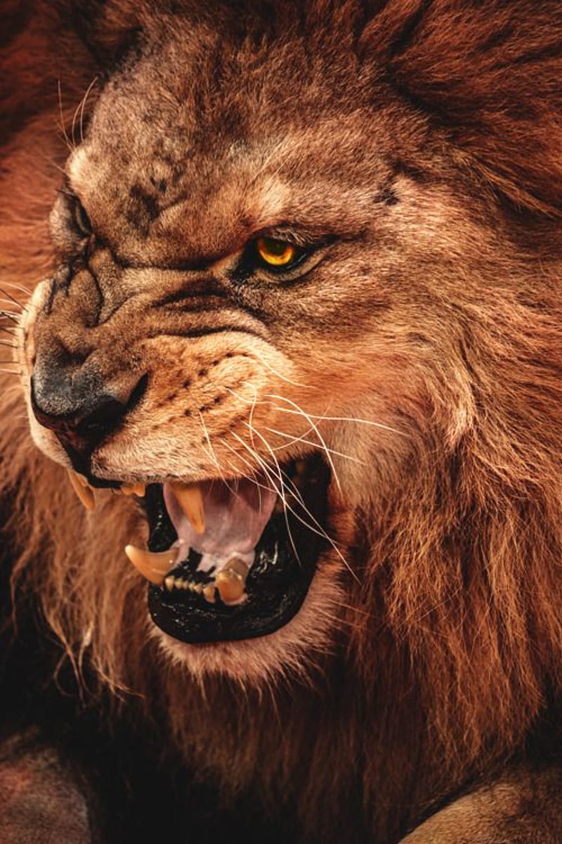lion, animal, face, king, leon, wild, HD phone wallpaper