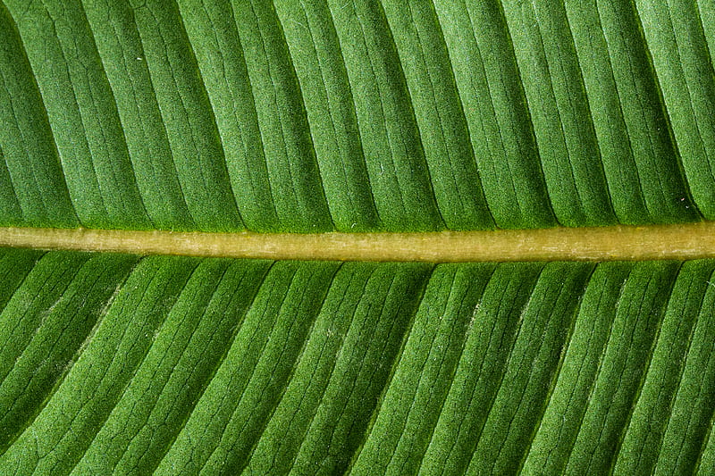 brown stick on green textile, HD wallpaper