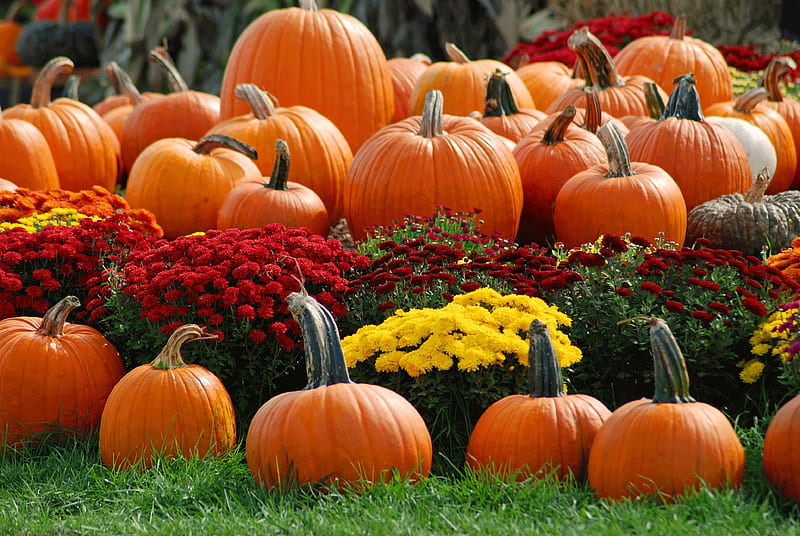 Pumpkins and Mums, Fall, grass, Pumpkins, flowers, Autumn, Mums, HD wallpaper