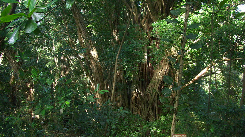 Banyan Tree, forest, oahu, hawaii, trees, banyan, HD wallpaper