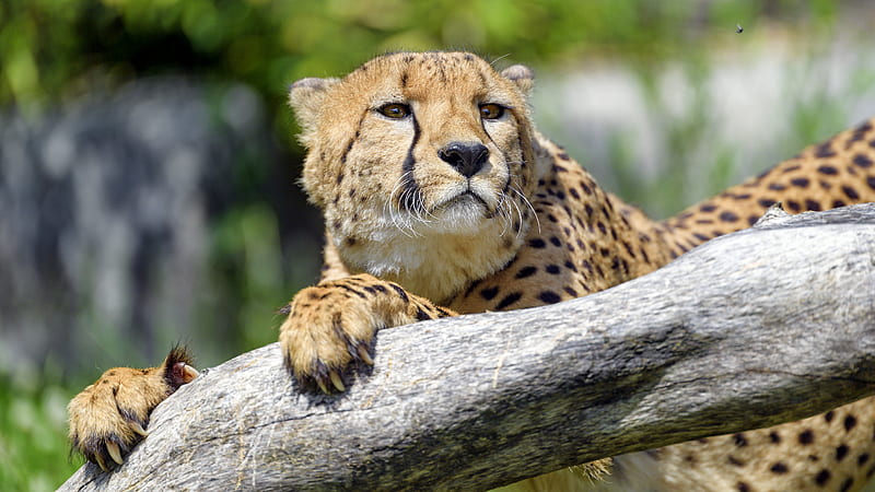 cheetah, predator, glance, muzzle, big cat, tree, HD wallpaper