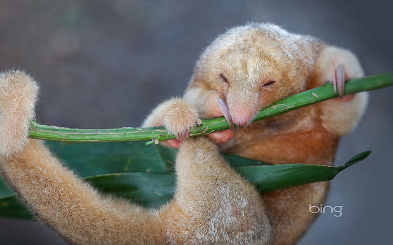 Silky Anteater near Penonome in Cocle province Republic of Panama, bing, Silky, Anteater, HD wallpaper