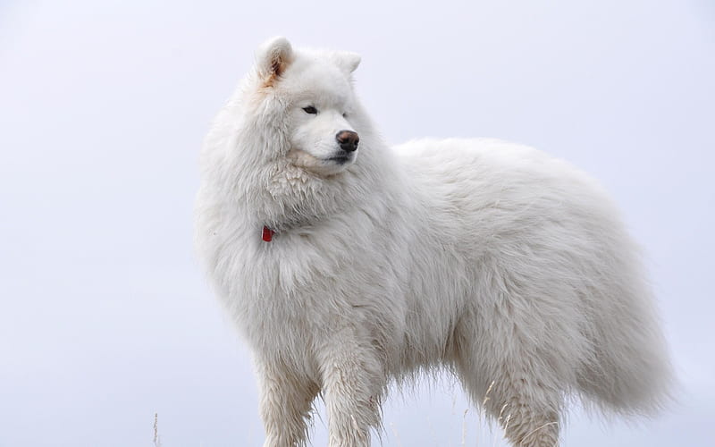 Big White Fluffy Samoyed, fluffy, samoyed, white, dog, animal, HD wallpaper