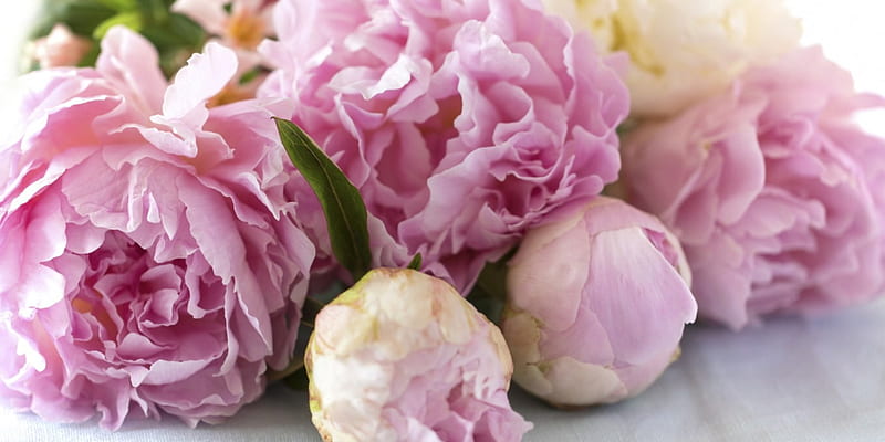 Pink Refinement , bouquet, refinement, pink, delicacy, peonies, HD wallpaper