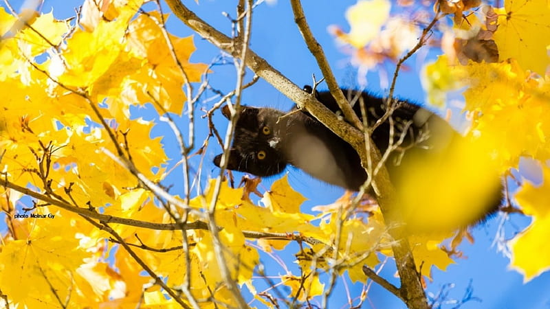 Autumn Cat, autumn, colors, yellow, cat, tree, leaves, black cat on the tree, cut animals, animals, HD wallpaper