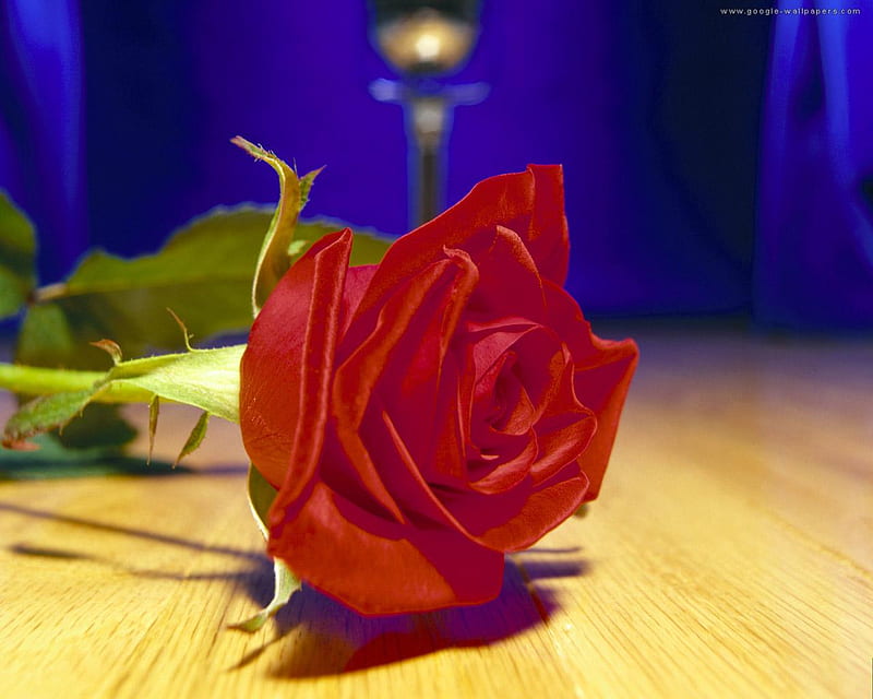 one red rose, red rose, table, one, bonito, lightining, HD wallpaper