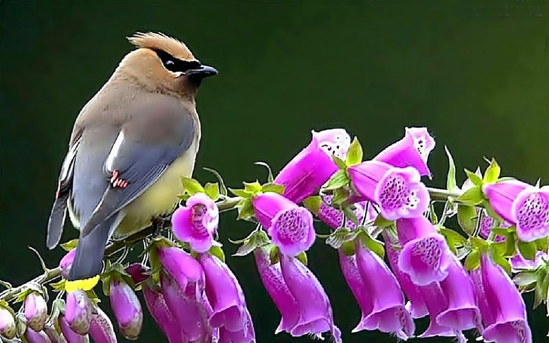 Beautiful Bird, waxwing, purple, bird, foxglove, flowers, animal, HD wallpaper