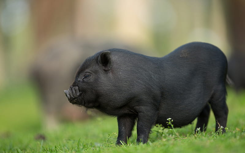 black pig, decorative little pig, cute funny animals, farm, green grass, symbol of the year 2019, pigs, HD wallpaper