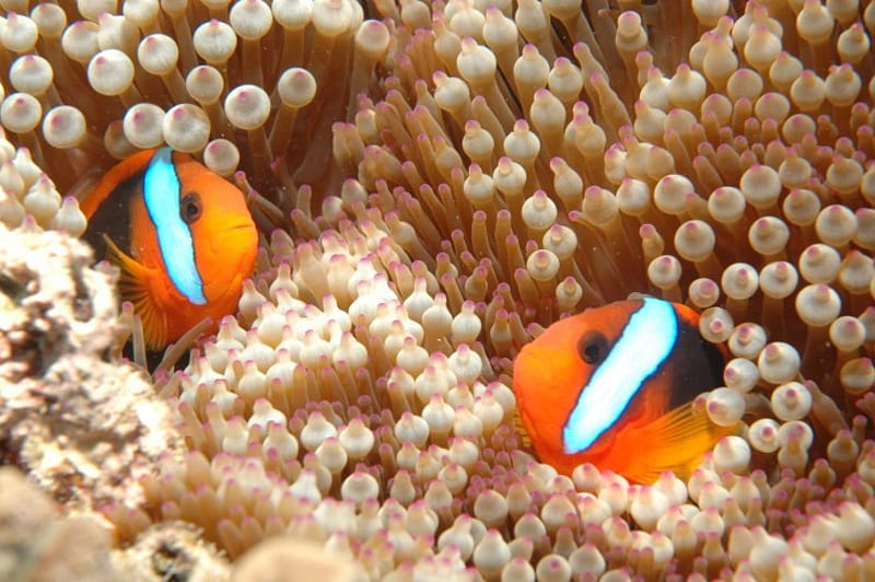Great Barrier Reef, Clown Fish, australia, reef plants, clown fish, HD wallpaper