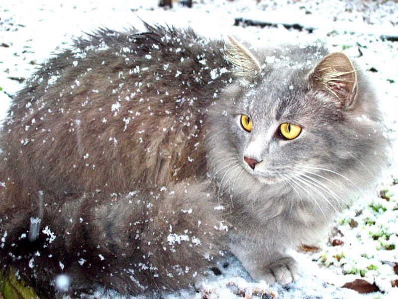 Jacob in the snow!, maine coon, snow, gris, bonito, cats, HD wallpaper