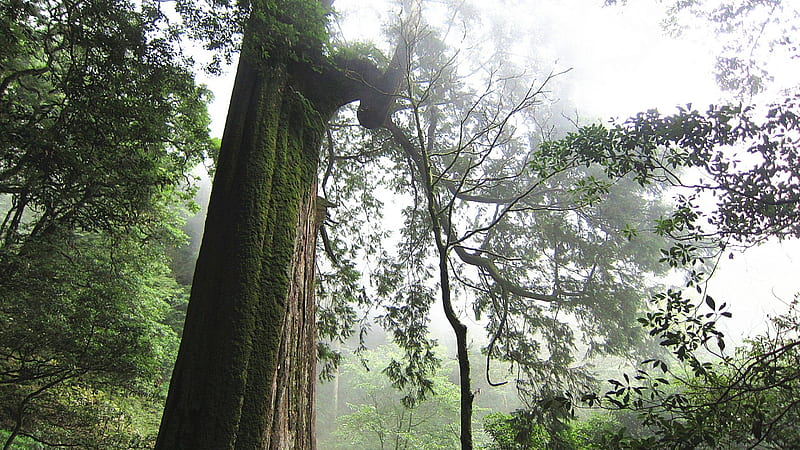 Foggy forest, forest, tree, green, Foggy, HD wallpaper Foggy forest, forest, tree, green, Foggy, HD wallpaper