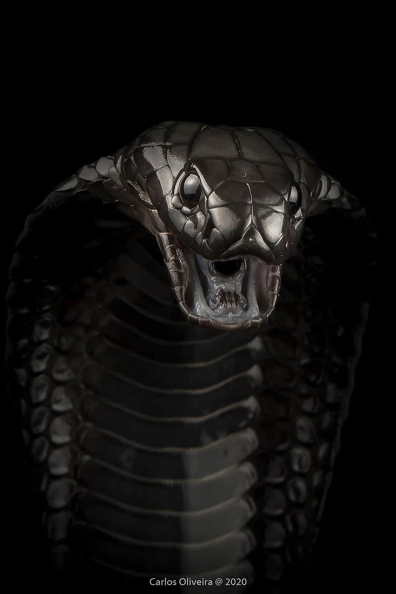 Cobra negra, animales, serpiente, Fondo de pantalla de teléfono HD | Peakpx