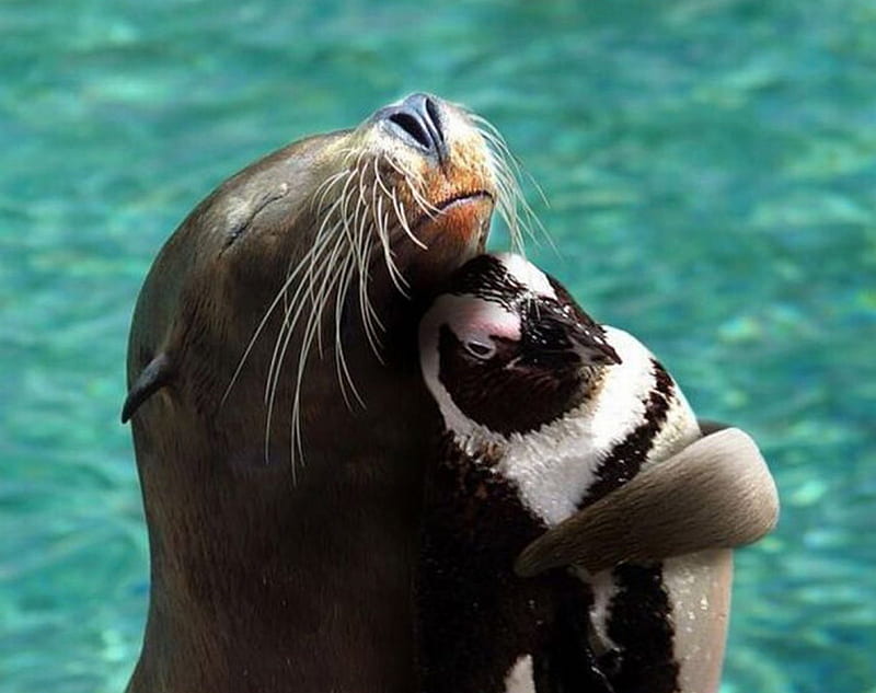 Mi mejor amigo, abrazo, foca, agua, pingüino, animales, amigos, Fondo de  pantalla HD | Peakpx