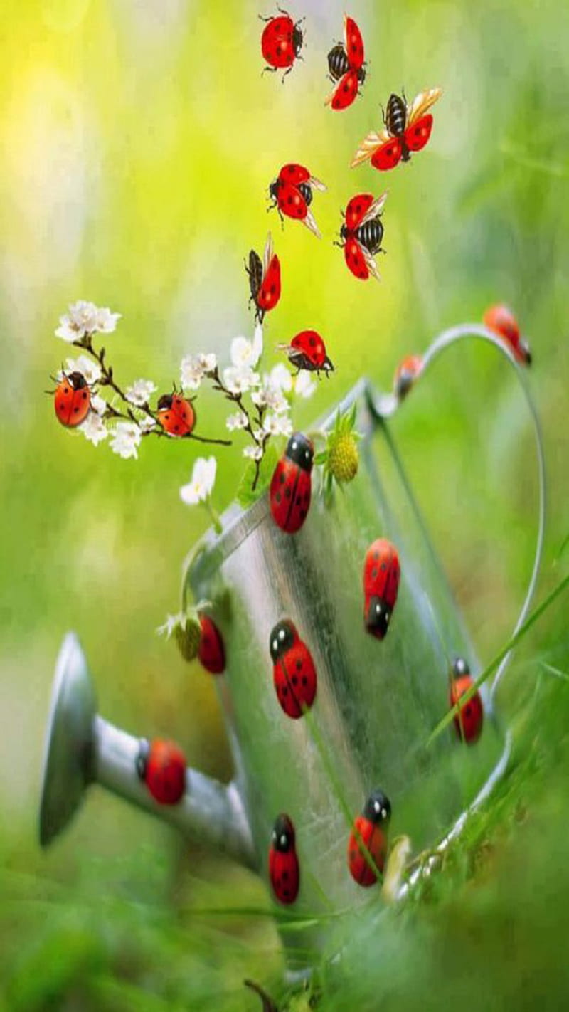 Ladybugs, flower, HD mobile wallpaper | Peakpx