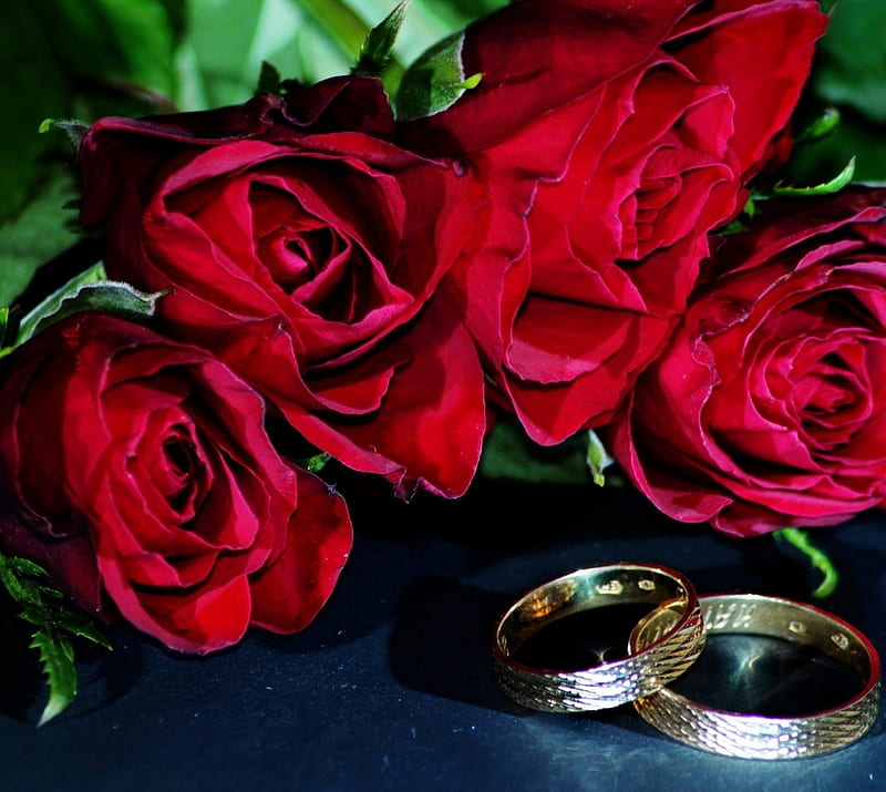 Wedding rings, i love you, matrymonio, red roses, you merry me, HD ...