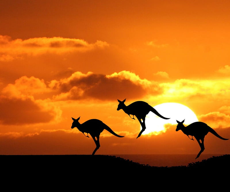 Kangaroos, animal, kangaroo, landscape, silhouette, sunset, HD wallpaper