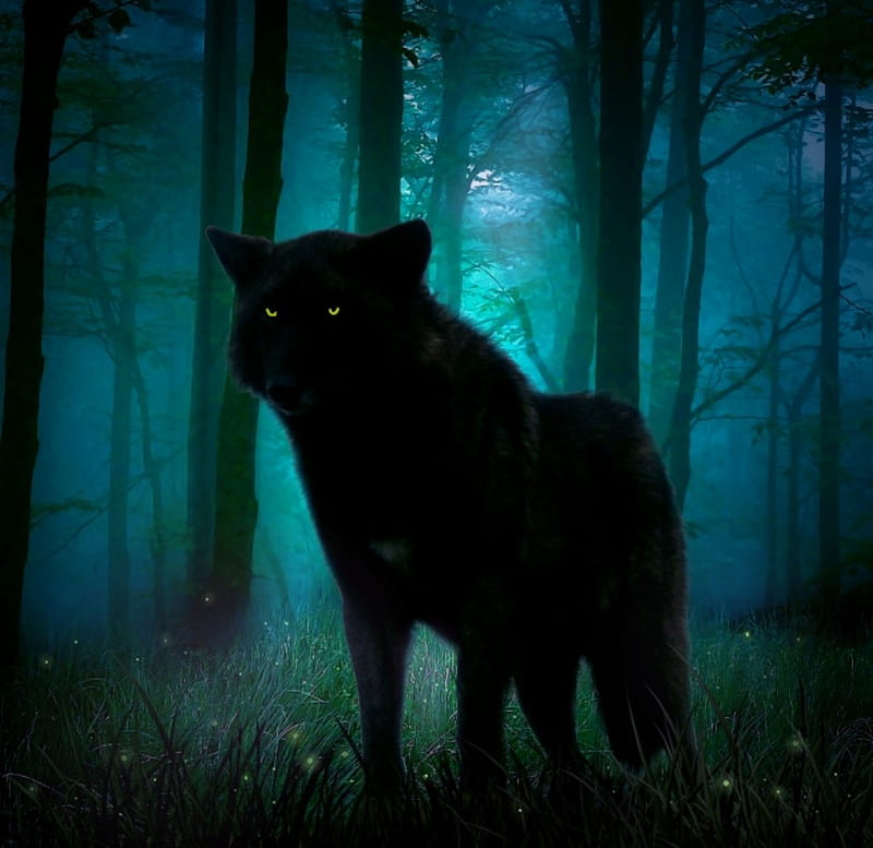 Night Of The Black Wolf, forest, black, mist, animal, wolf, wolves, light, dogs, dog, HD wallpaper