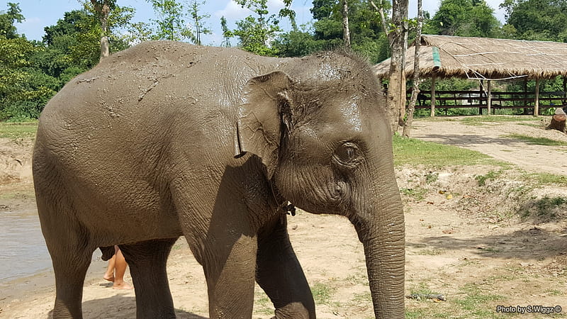 Muddy Elephant @ Phuket, Thailand, Mud, Thailand, Elephant, Phuket, Dirt, HD wallpaper