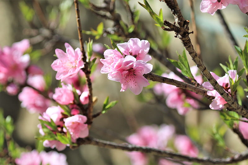 sakura, flowers, branches, spring, HD wallpaper
