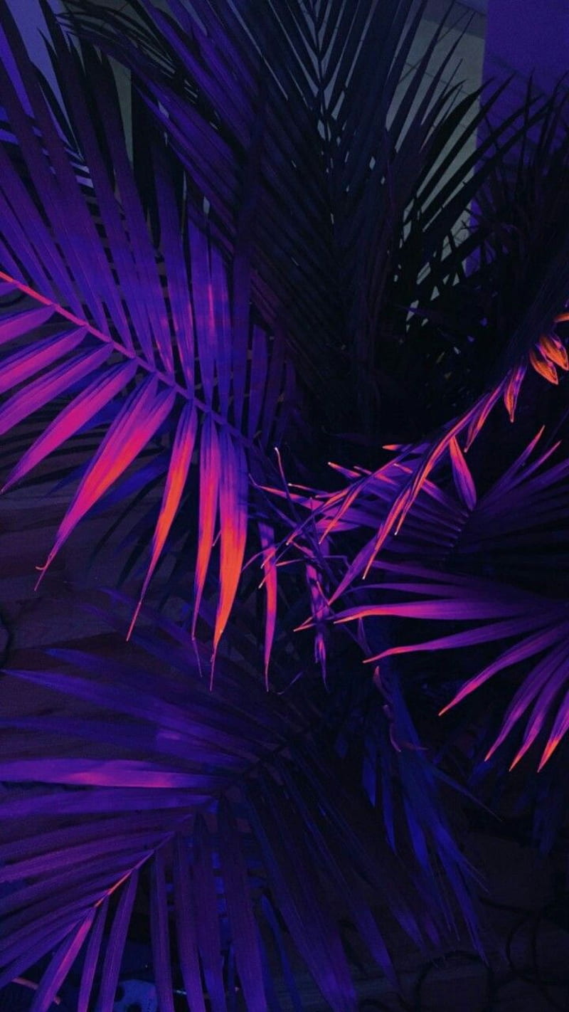 Neon palm leafs, color, new, year, burst, HD phone wallpaper