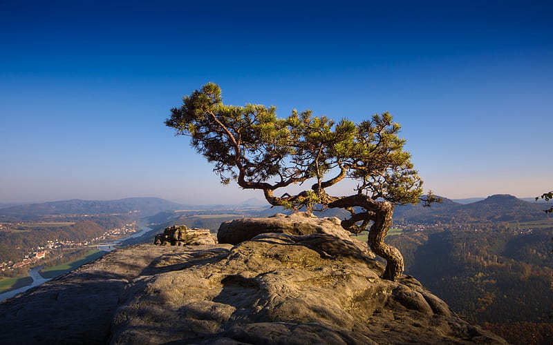 tree in the rock, mountain landscape, peak, Elbe Sandstone Mountains, Czech Republic, HD wallpaper