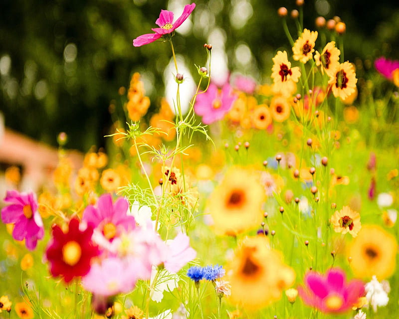 Flower, bonito, colourful, nature, HD wallpaper | Peakpx