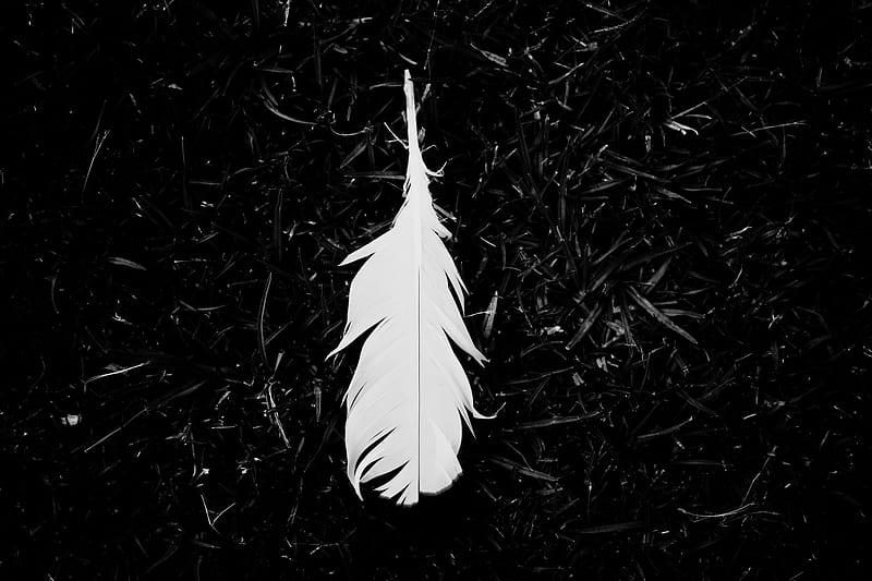 Feather Black And White , feather, black-and-white, monochrome, HD wallpaper