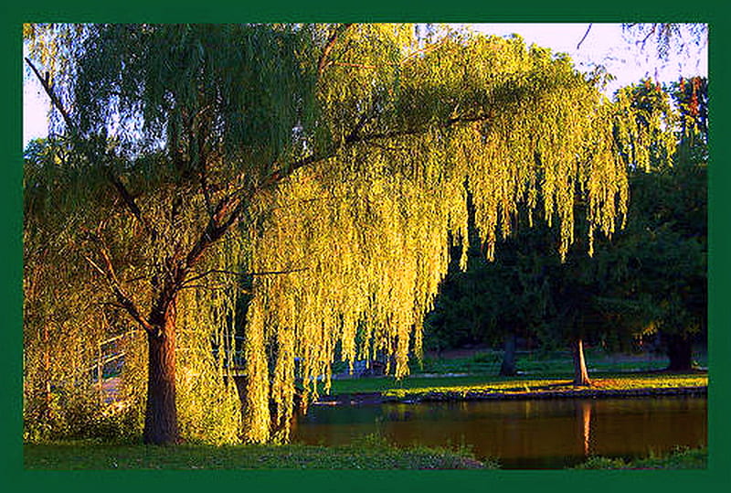 Wonderful weeping willow, summer, river, tree weeping willow, sunshine, HD wallpaper