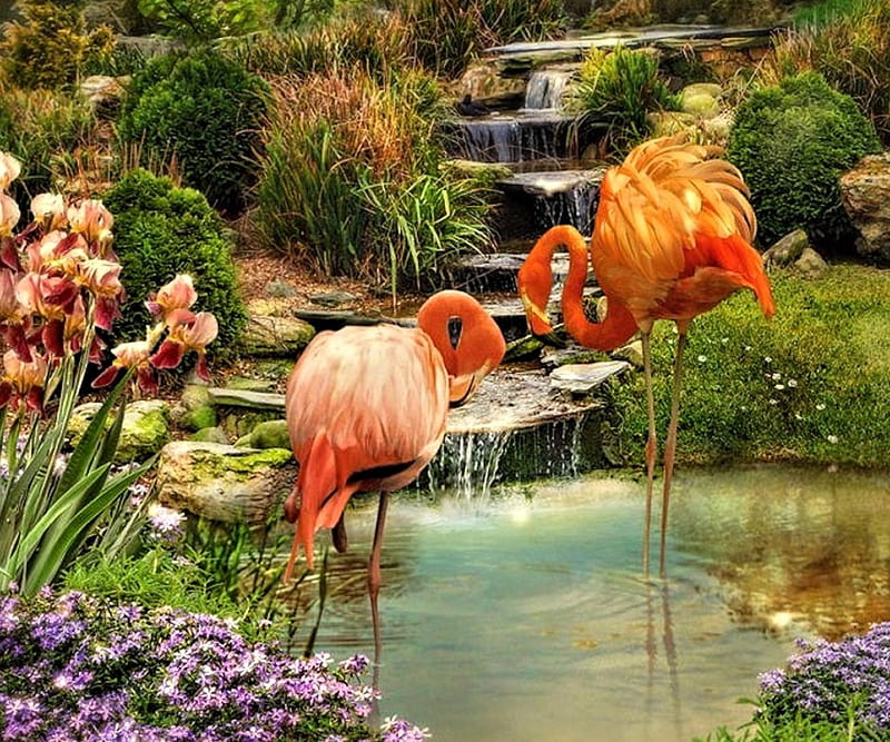 Little Paradise, Water, Flamingos, pretty, Paradise, HD wallpaper
