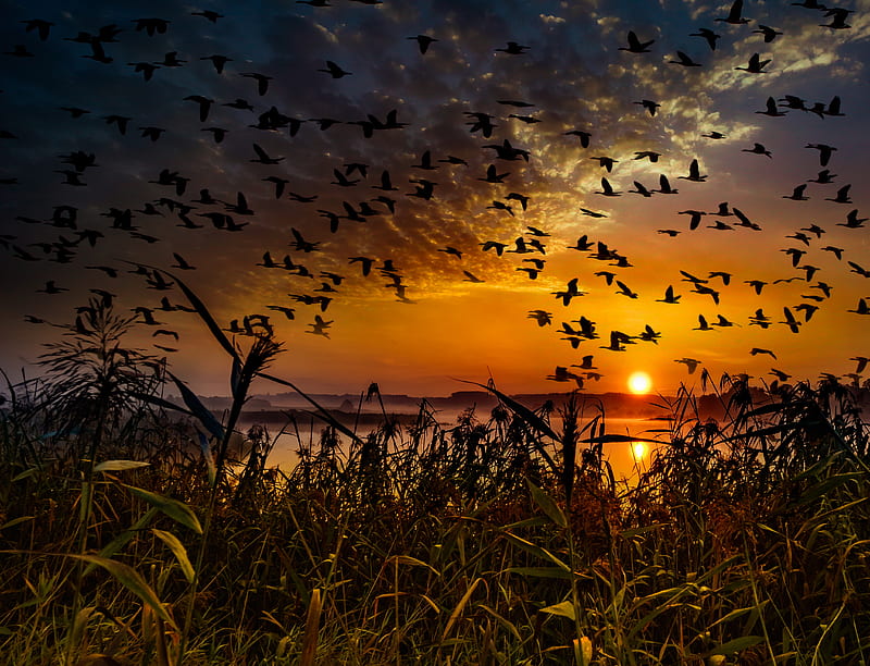 Flock Of Birds Flying At Dawn Time, birds, flying, dawn, sunset, HD wallpaper