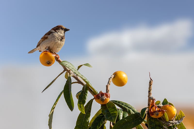 sparrow, bird, mandarin, citrus, branch, HD wallpaper