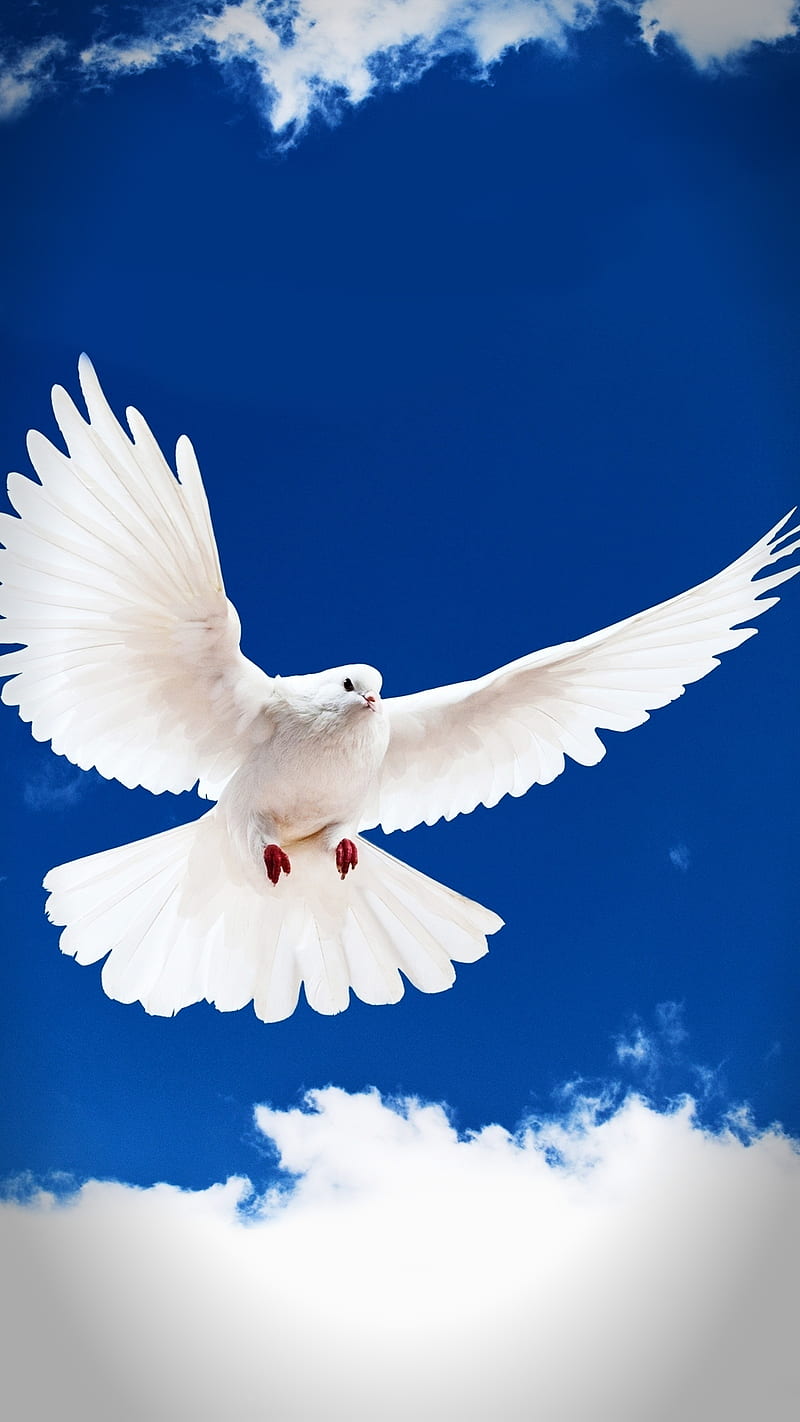 Pigeon, fly, peace, white, HD phone wallpaper | Peakpx