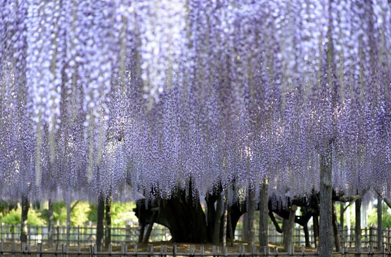 Purple curtain, tree, summer, spring, wisteria, blue, HD wallpaper