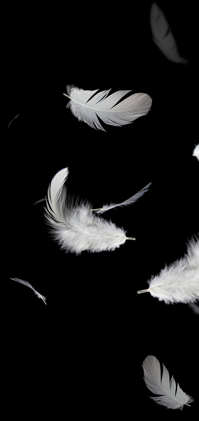 White Feathers, Kiss, White, black, feathers, floating, fluffy, s10, HD phone wallpaper
