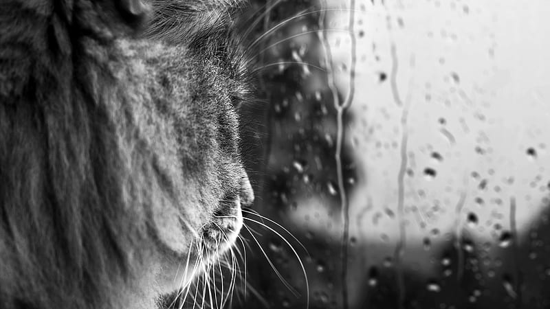 Concern, graphy, raindrops, black and white, drops, rain, cats, animals, HD wallpaper