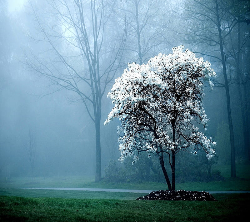 mist, nature, tree, white, HD wallpaper